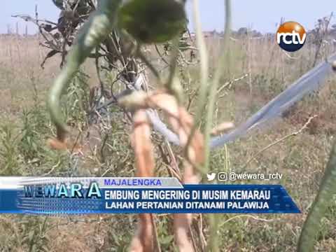 Embung Mengering Di Musim Kemarau