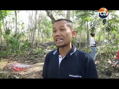 Konservasi Air, Komunitas Masyarakat Gunungkidul Tanam Beringin