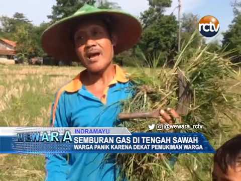 Semburan Gas di Tengah Sawah