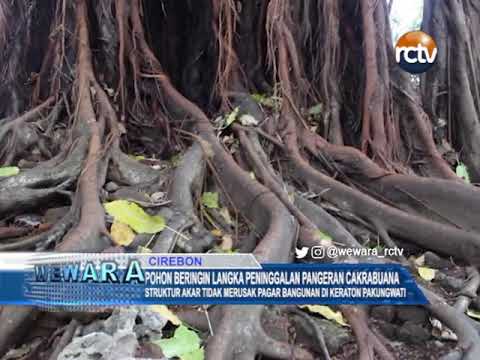 Pohon Beringin Langka Peninggalan Pangeran Cakrabuana