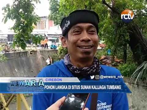 Pohon Langka di Situs Sunan Kalijaga Tumbang