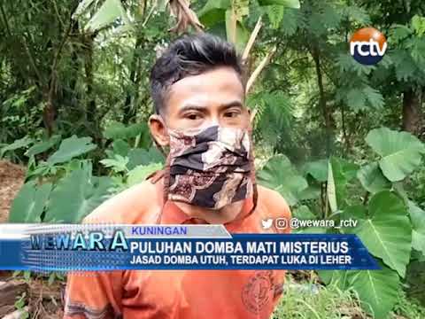 Puluhan Domba Mati Misterius