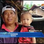 Sarang Tawon Vespa Raksasa Bersarang di Atap Rumah