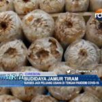 Budidaya Jamur Tiram