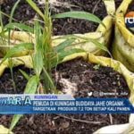 Pemuda di Kuningan Budidaya Jahe Organik