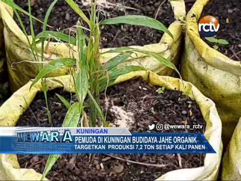 Pemuda di Kuningan Budidaya Jahe Organik