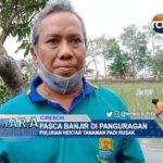 Puluhan Hektar Tanaman Padi Rusak