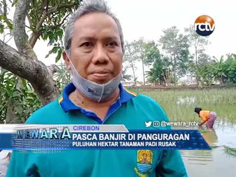 Puluhan Hektar Tanaman Padi Rusak