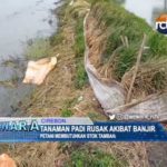 Tanaman Padi Rusak Akibat Banjir