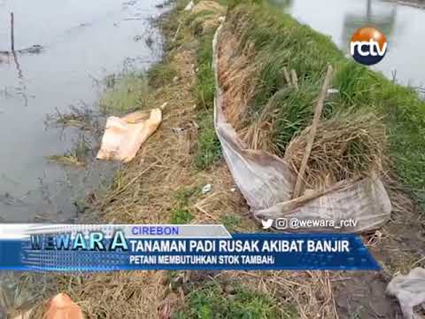 Tanaman Padi Rusak Akibat Banjir