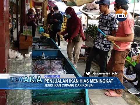 Penjualan Ikan Hias Meningkat