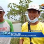 Tanggul Jebol Diterjang Banjir, Petani Was-Was