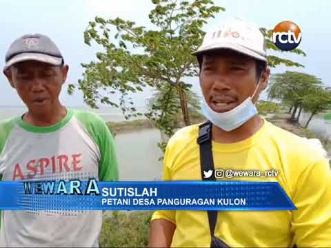 Tanggul Jebol Diterjang Banjir, Petani Was-Was