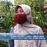 Bunga Anggrek Langka Tumbuh Indah