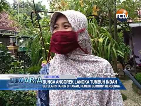 Bunga Anggrek Langka Tumbuh Indah