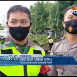 Pohon Besar Tumbang Tutup Jalan Pantura Mundu