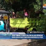 Pohon Tumbang di Sungai Cikalong Kalijaga Dievakuasi