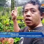 Jenis Bunga Anggrek Hantu yang Langka