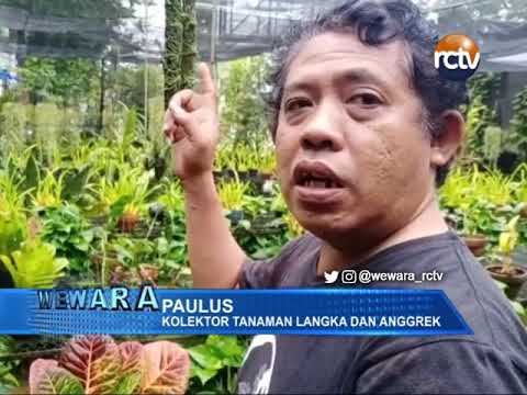 Jenis Bunga Anggrek Hantu yang Langka