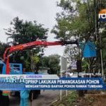 DPRKP Lakukan Pemangkasan Pohon