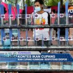 Kontes Ikan Cupang
