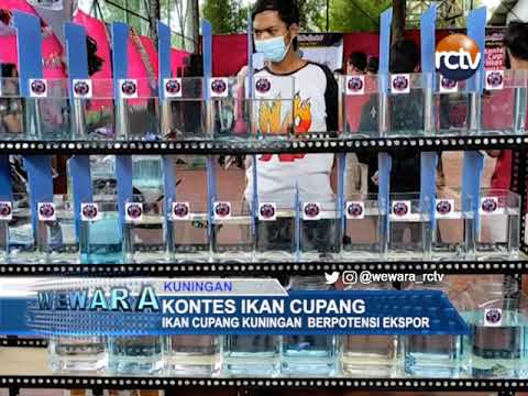 Kontes Ikan Cupang
