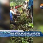Mobil Mogok, Maling Sapi Lari ke Hutan