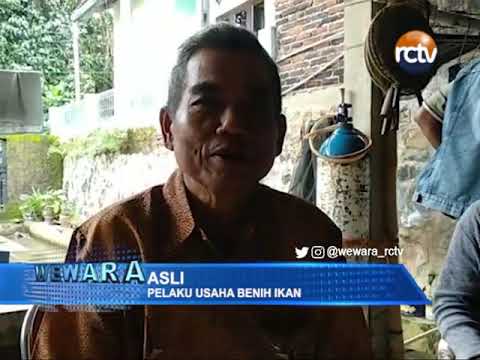 Budidaya Ikan di Musim Hujan