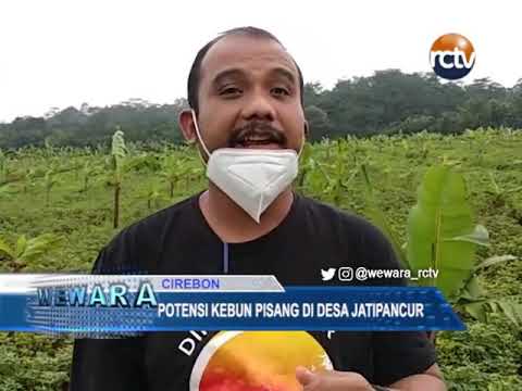 Potensi Kebun Pisang di Desa Jatipancur