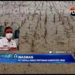 3100 Hektar Sawah Gagal Tanam