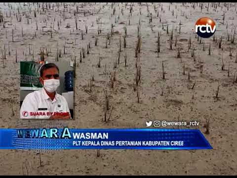 3100 Hektar Sawah Gagal Tanam