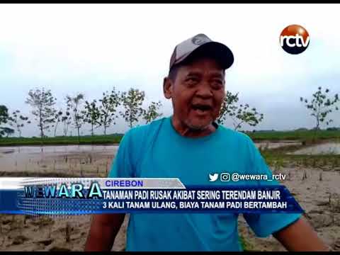 Tanaman Padi Rusak Akibat Sering Terendam Banjir