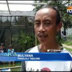 Pengelola Tabalong Tambah Fasilitas Terapi Ikan