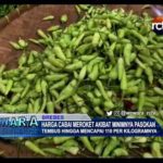 Harga Cabai Meroket Akibat Minimnya Pasokan