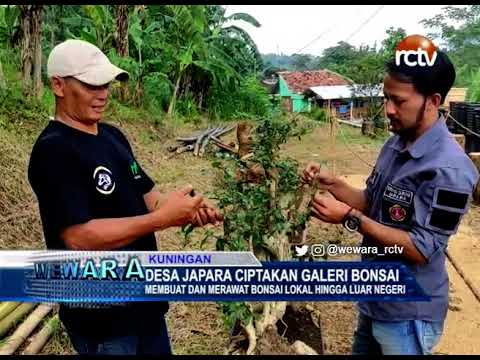 Desa Japara Ciptakan Galeri Bonsai Desa Japara Ciptakan Galeri Bonsai