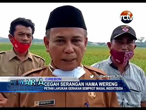 Cegah Serangan Hama Wereng