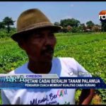 Petani Cabai Beralih Tanam Palawija