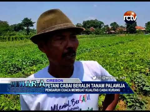 Petani Cabai Beralih Tanam Palawija