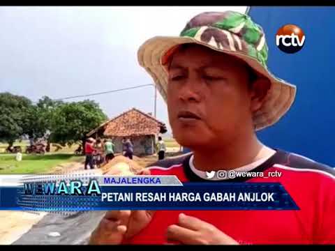 Petani Resah Harga Gabah Anjlok