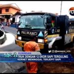 Truk Dengan 12 Ekor Sapi Terguling