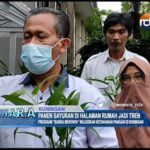 Panen Sayuran di Halaman Rumah Jadi Tren