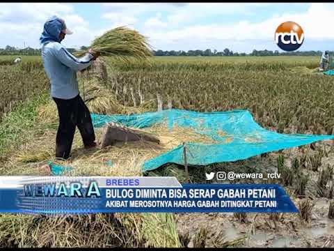 Bulog Diminta Bisa Serap Gabah Petani