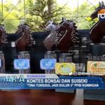 Kontes Bonsai Dan Suiseki
