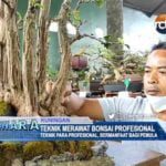 Teknik Merawat Bonsai Profesional