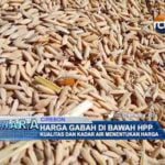 Harga Gabah di Bawah HPP