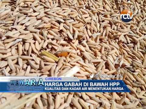 Harga Gabah di Bawah HPP