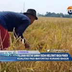 Puluhan Hektar Sawah Sudah Melewati Masa Panen