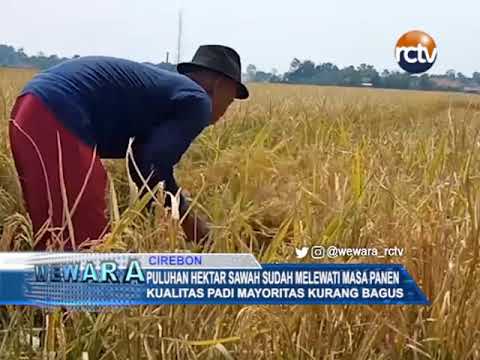 Puluhan Hektar Sawah Sudah Melewati Masa Panen