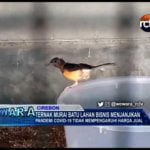 Ternak Murai Batu Lahan Bisnis Menjanjikan