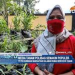 Media Tanam Polibag Semakin Populer